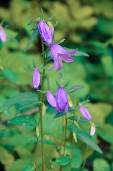 flower of the campanula bell at the forest closeup
