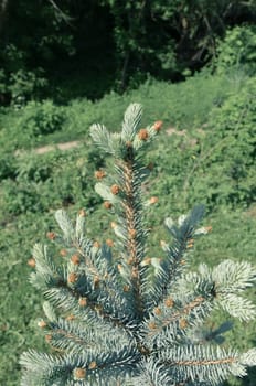 Blue spruce branches on a green background