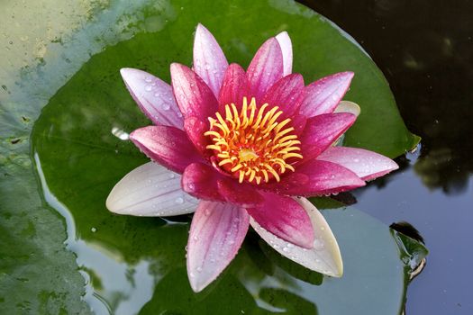 Pink Water Lily flowers in bloom with lilypad in garden backyard pond macro