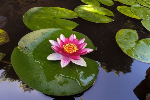 Pink Water Lily flowers in bloom with lilypad in garden backyard pond