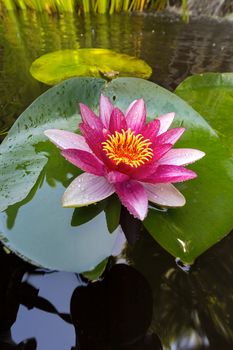 Pink Water Lily flowers in bloom with lilypad in garden backyard pond closeup