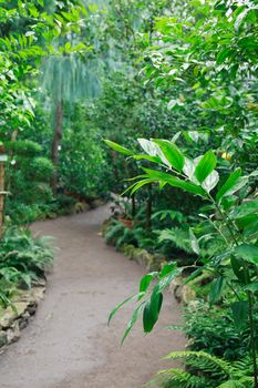 Various tropical plants and trees inside big winter garden