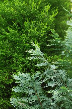 Nature concept. Closeup of pine and thuja trees as background