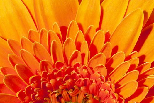 Background of flower of  orange gerbera, close up .