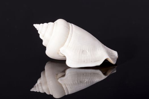 Single white sea shell isolated on black background.