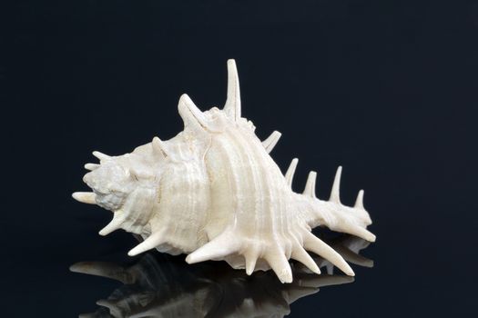 Single white sea shell isolated on black background
