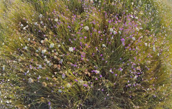 xeranthemum annuum flowers on field