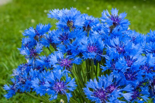 blue background with cornflower, a beautiful sunny day