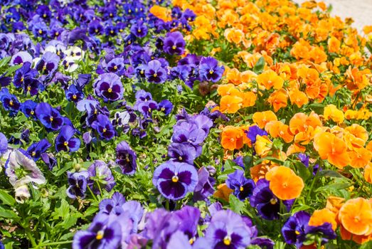 mixed pansies in garden, a beautiful sunny day