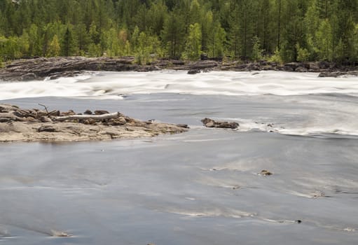 River with Forest and Driftwood.