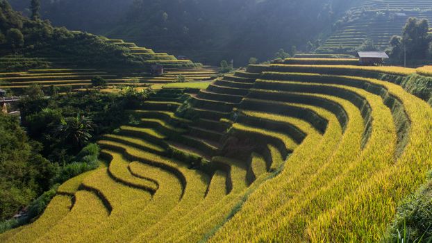 Rice fields on terrace in rainy season at Mu Cang Chai, Yen Bai, Vietnam. Rice fields prepare for transplant at Northwest Vietnam