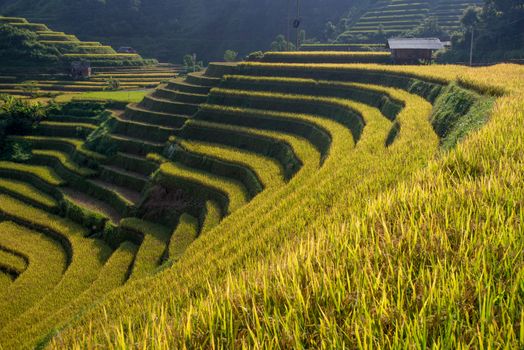 Rice fields on terrace in rainy season at Mu Cang Chai, Yen Bai, Vietnam. Rice fields prepare for transplant at Northwest Vietnam