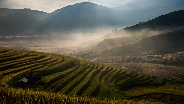 Rice fields on terrace in rainy season at Mu Cang Chai, Yen Bai, Vietnam. Rice fields prepare for transplant at Northwest Vietnam