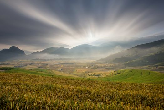 Rice fields on terrace in rainy season at Mu Cang Chai, Yen Bai, Vietnam. Rice fields prepare for transplant at Northwest Vietnam