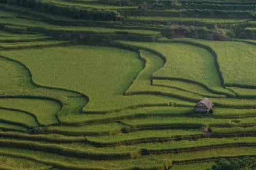 Rice fields on terrace in rainy season at Mu Cang Chai, Yen Bai, Vietnam. Rice fields prepare for transplant at Northwest Vietnam