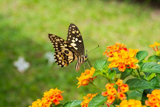 Lime butterfly (Papilio Demoleus Malayanus) on flower in Chiang Mai, Thailand