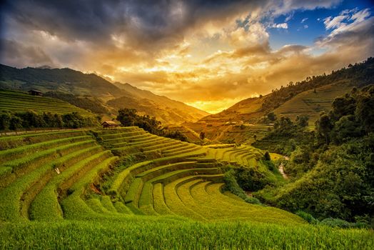 Rice fields on terrace in rainy season at MuCangChai, Yen Bai, Vietnam. Rice fields prepare for transplant at Northwest Vietnam