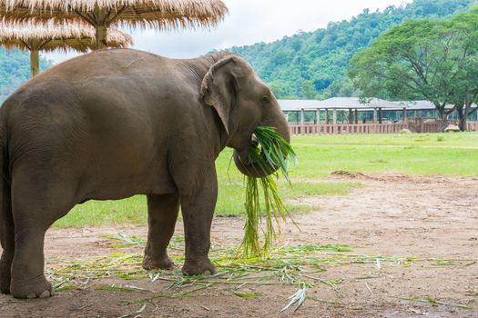 Elephant in protected nature park near Chiang Mai, Thailand