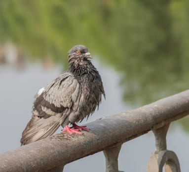 Wet city pigeon sitting on the iron railing close up