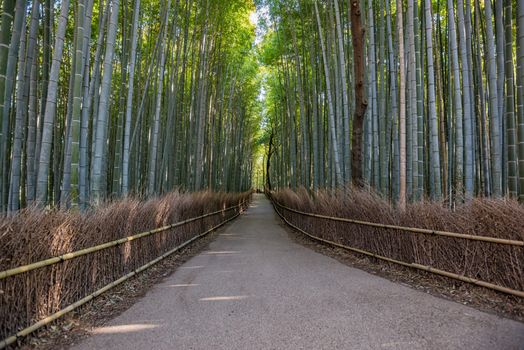 Path to bamboo forest, Arashiyama, Kyoto, Japan