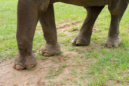 Elephant in protected nature park near Chiang Mai, Thailand