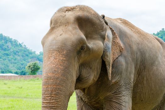 Elephant in protected nature park near Chiang Mai, Thailand