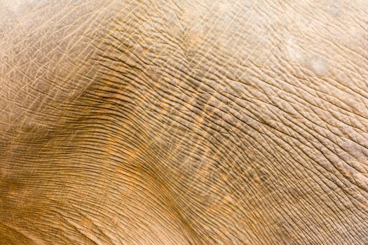 Elephant in protected nature park near Chiang Mai, Thailand