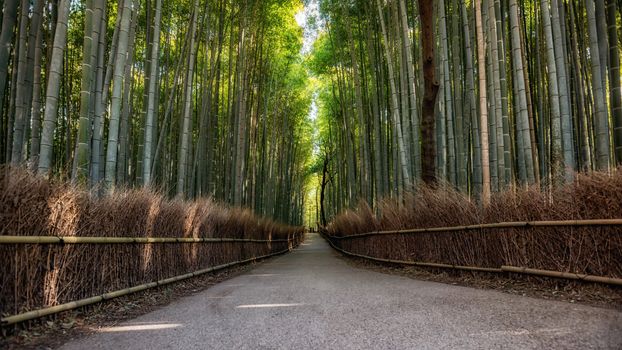 Path to bamboo forest, Arashiyama, Kyoto, Japan 