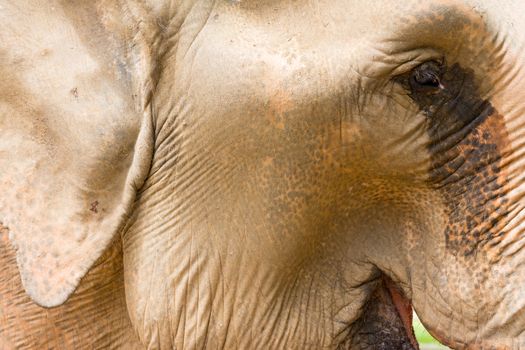 Elephant in protected nature park near Chiang Mai, Thailand