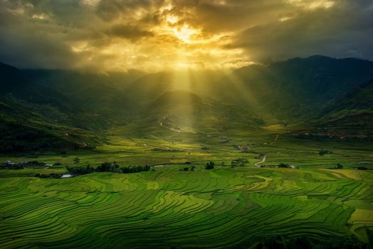 Rice fields on terrace in rainy season at MuCangChai, Yen Bai, Vietnam. Rice fields prepare for transplant at Northwest Vietnam