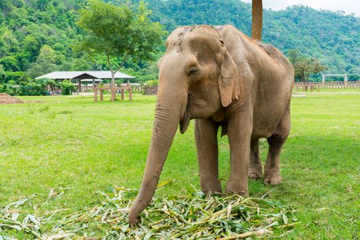 Elephant in protected nature park near Chiang Mai, Thailand