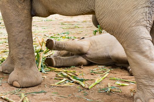 Elephant in protected nature park near Chiang Mai, Thailand