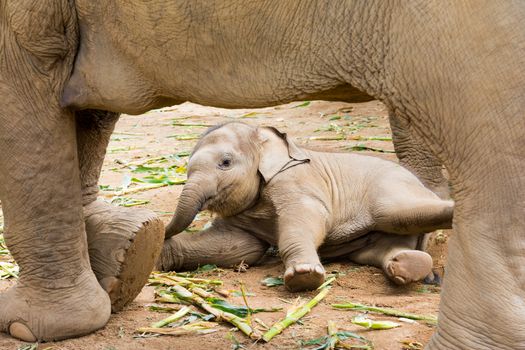 Elephant in protected nature park near Chiang Mai, Thailand