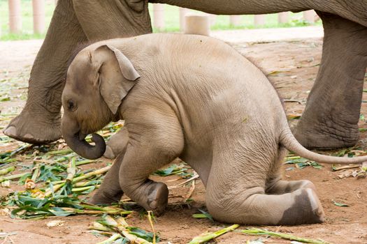 Elephant in protected nature park near Chiang Mai, Thailand