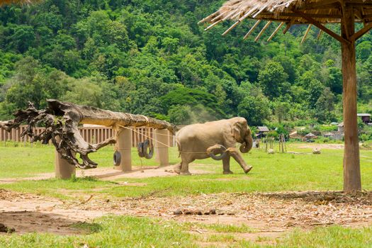 Elephant in protected nature park near Chiang Mai, Thailand