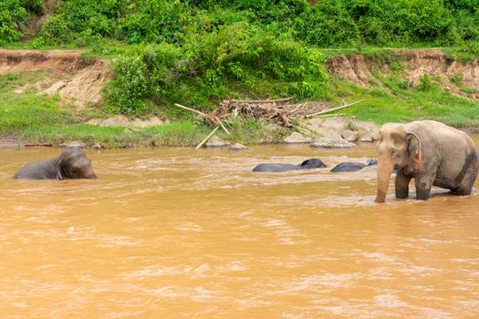 Elephant in protected nature park near Chiang Mai, Thailand