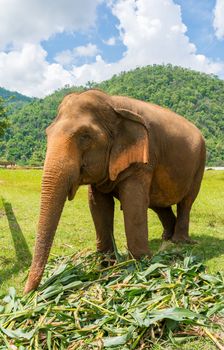 Elephant in protected nature park near Chiang Mai, Thailand