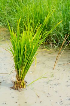 Rice plant in rice field near Chiang Mai, Thailand