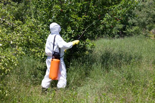 Man spraying toxic pesticides or insecticides in fruit orchard.