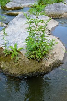 Peaceful landscape with forest, river, plants and stones in Ukraine