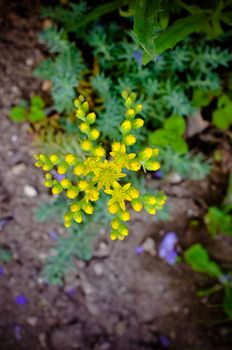 Yellow flower Sedum rubrotinctum or, Pork and Beans or, jelly bean plant. Clusters succulents of vivid green oval leaves that change to red and yellow under dry conditions.