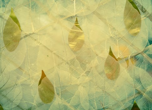 leaf dry skeleton