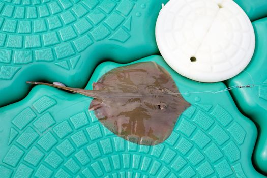 Dead Stingray Fish on the Pontoon