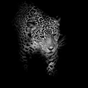 Leopard black and white