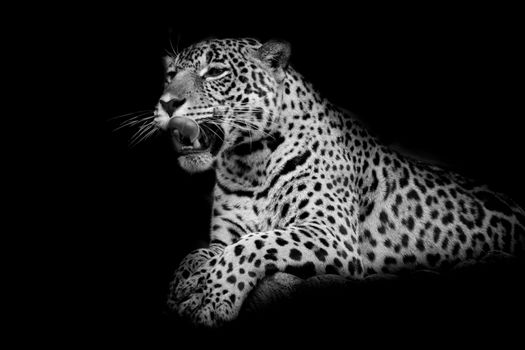 Leopard black and white