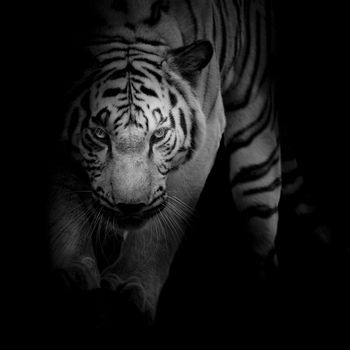 black and white tiger