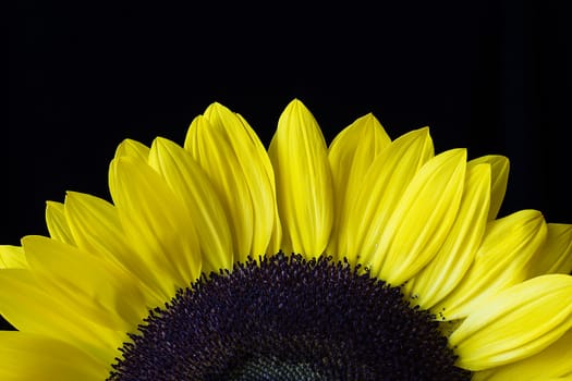 Closeup of a yellow sunflower isolated on a black background