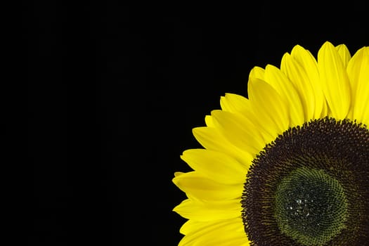 Closeup of a yellow sunflower isolated on a black background
