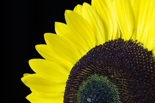 Closeup of a yellow sunflower isolated on a black background