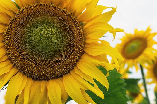 Beautiful yellow sunflowers blooming on the field. Close up.